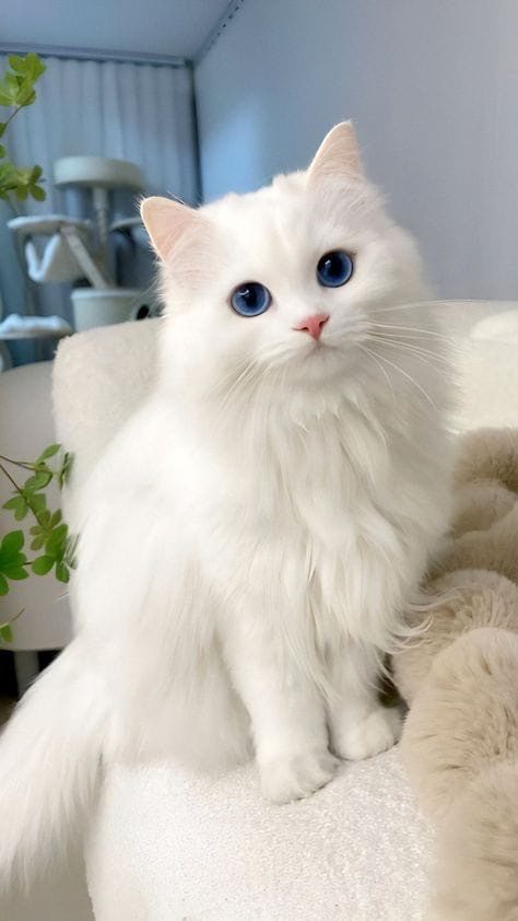 Kayıp Kedi - Pamuk (Beyaz İran Kedisi)
